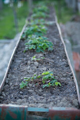 Strawberry plants planted in a row