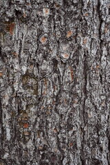 Brown Tree Bark Suitable as Background