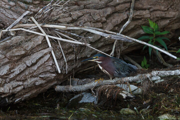 Green Heron standing beside fallen trees on a shoreline 