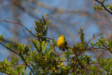 Male yellow warbler singing on a sunny spring day 