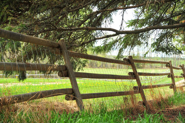 Fototapeta premium Bent wooden fence in summer field in shadow of mighty pine tree 