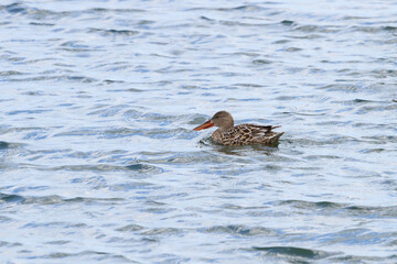 Female northern shoveler duck swimming in the open water. 