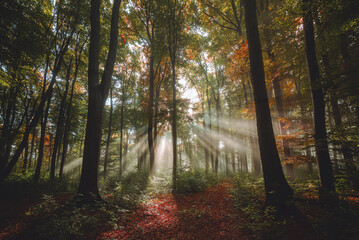 Naklejka premium sun rays in the foggy forest