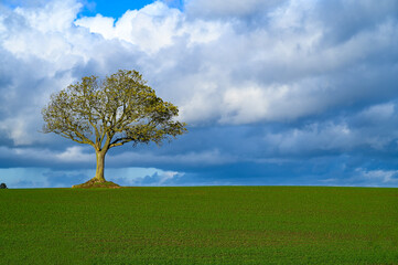 Lonely tree on green field at sunny autumn day. Single tree in nature against blue and dramatic clouds. 