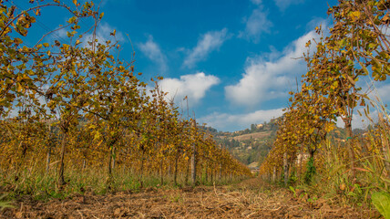 rows of vineyard