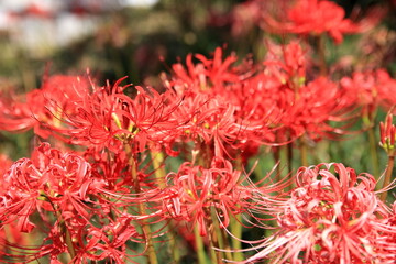 彼岸花