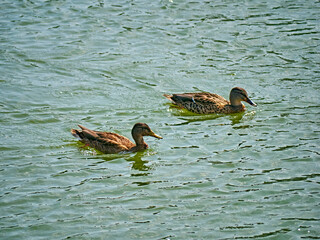 A flock of wild ducks on a river in the fall. general plan