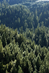 Redwoods with Dew 4