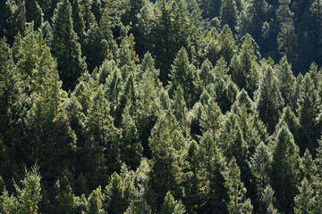 Obraz premium Redwoods with Dew 3
