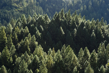 Redwoods with Dew 2
