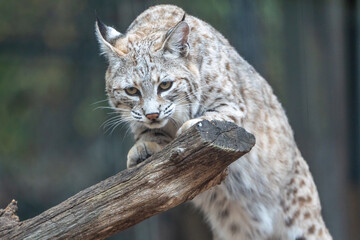 Bobcat crouched on log looking at camera 