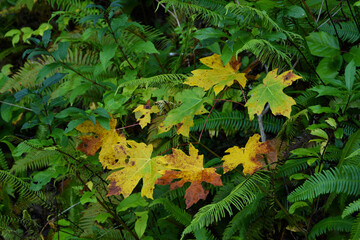 autumn leaves in the forest