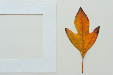 leaf and frame