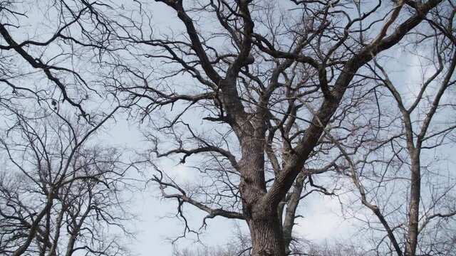 Creepy horro tree with sharp branches