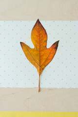autumn leaf on fancy scrapbooking paper