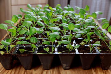 Cabbage seedlings in cassettes. Growing vegetables. Agricultural activity