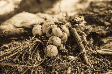 Mushrooms in the forest