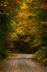 Obraz premium autumn in the woods