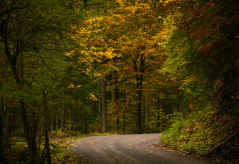 Naklejka premium autumn in the woods