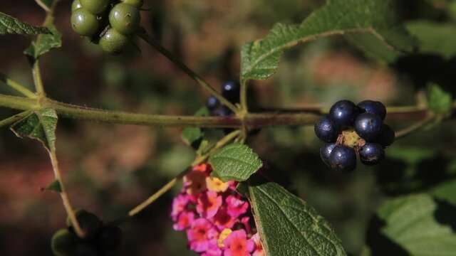 Macro view Black and green berries on a branch with pink flowers