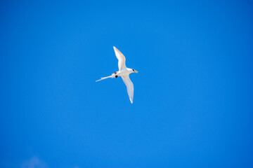 Flying White-tailed tropicbird  (Phaethon lepturus) , Palau, Pacific
