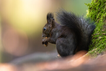 Eichhörnchen
