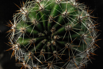 Zdjęcie macro kaktusa, Kolce kaktusa z bliska - obrazy, fototapety, plakaty