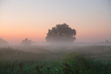 Drzewo na łące za porannymi mgłami, Poranne mgły z drzewem na horyzoncie