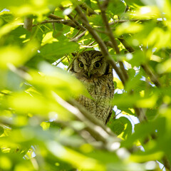 brown owl standing on the tree