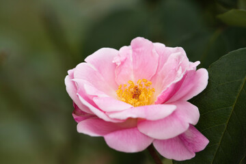 beautiful pink abietina in the garden
