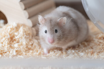 【ペット】グレーのゴールデンハムスター【小動物】