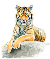 アナログ水彩岩の上に座る虎の成獣