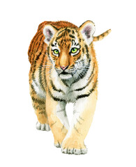 アナログ水彩歩く虎の子供