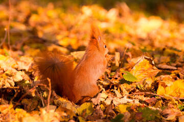 red squirrel among colorful autumn leaves © Paulina