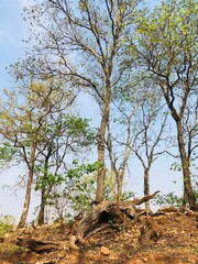 Obraz premium tree in the forest