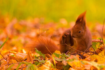 red squirrel among colorful autumn leaves © Paulina