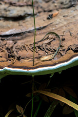 Fruiting Body of a Ganoderma Fungus Growing around a Grass Shoot - obrazy, fototapety, plakaty