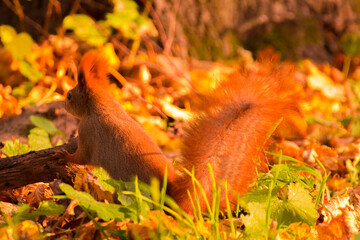 red squirrel among colorful autumn leaves © Paulina