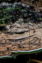 Fruiting Body of a Ganoderma Fungus Growing around a Grass Shoot - obrazy, fototapety, plakaty