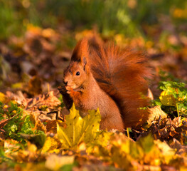 red squirrel eating nuts among colorful autumn leaves