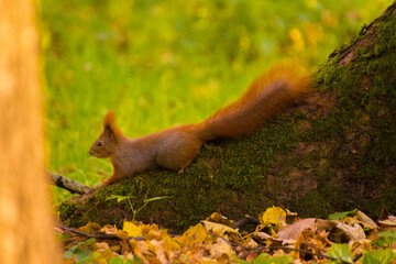 red squirrel lying on the tree