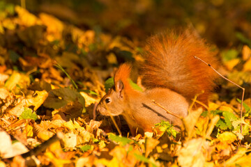 red squirrel among colorful autumn leaves © Paulina
