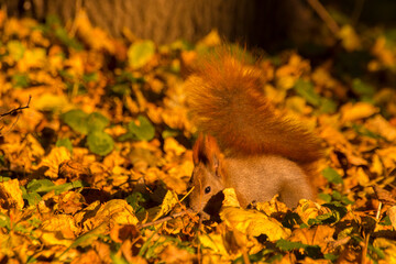 red squirrel among colorful autumn leaves © Paulina
