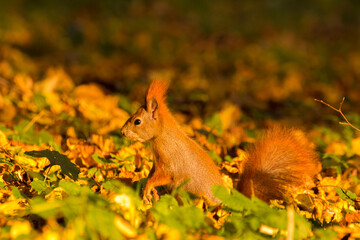 red squirrel among colorful autumn leaves © Paulina