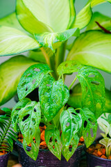 monstera monkey mask or Monstera Obliqua or Monstera adansonii in flower on the garden  ,Tropical jungle growing plants at home