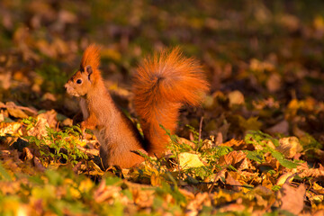 red squirrel among colorful autumn leaves © Paulina