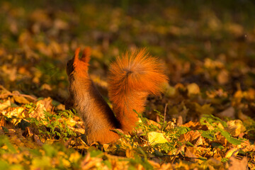 red squirrel among colorful autumn leaves © Paulina