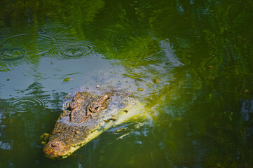 crocodiles at Hartley's crocodile farm Cairns North Queensland Australia