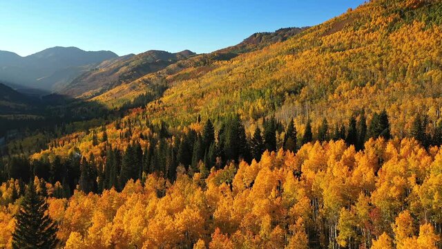 Flying down canyon viewing colorful Fall landscape in Utah moving over the pine and aspen trees glowing in Autumn color.