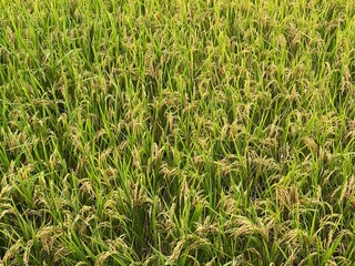 Rice field in the autumn. Background image.